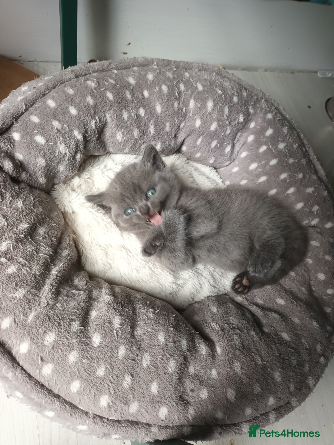 British Shorthair cats for sale: ONLY ONE FEMALE BRITISH SHORTHAIR LEFT - Image 12