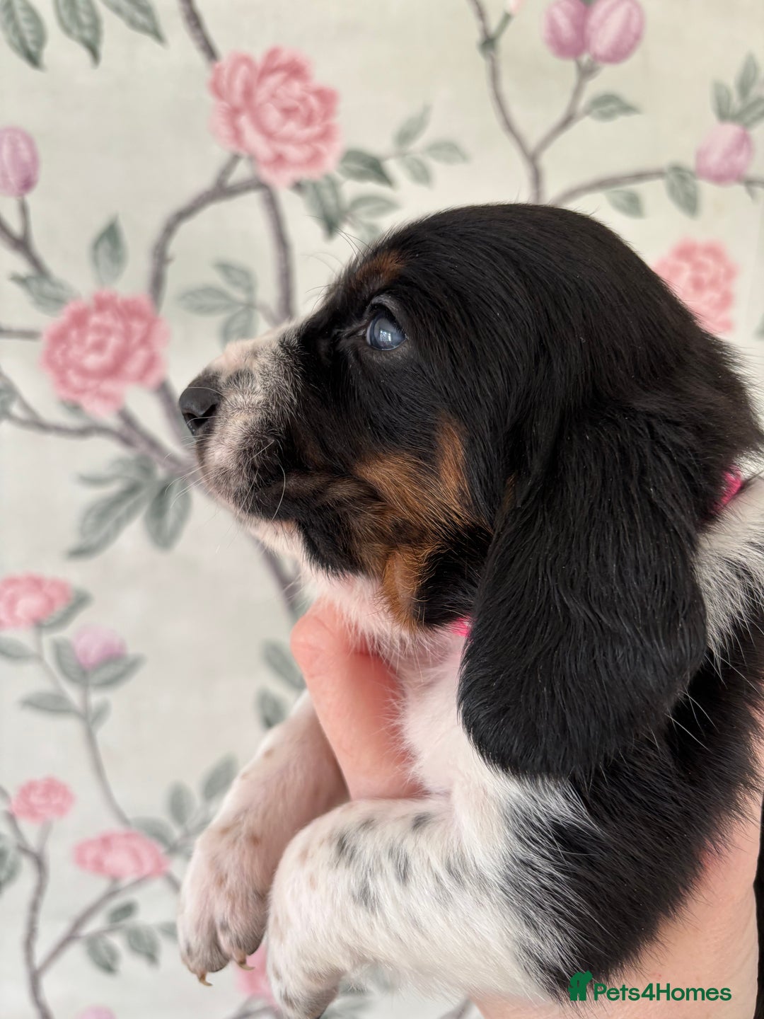 Basset Hound dogs for sale: Bassett hound puppies  - Advert 12