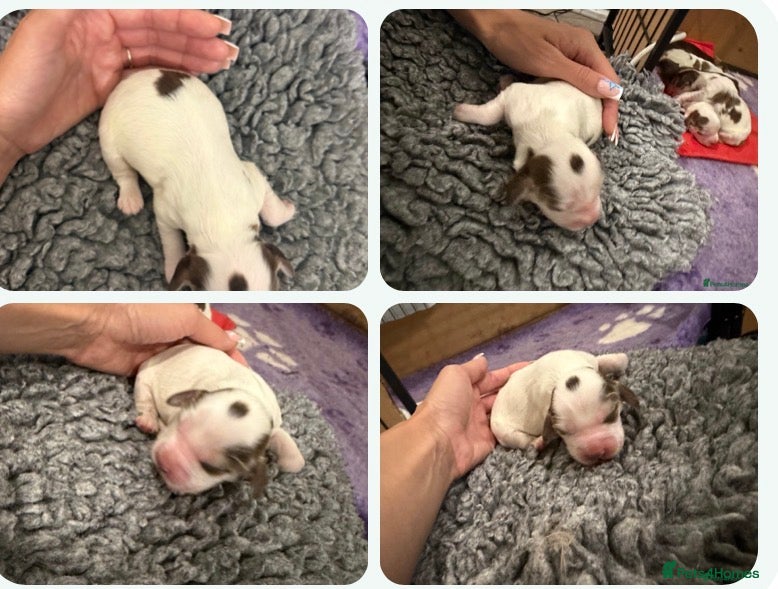 Cocker Spaniel dogs 🐾 SHOW COCKER SPANIEL PUPPIES FORSALE 🐾  - Advert 2