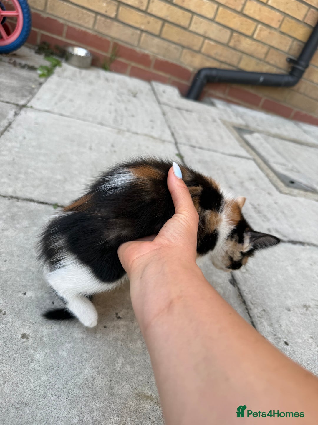 Mixed Breed cats for sale: loved and cared for kittens looking for new home🥹 - Image 35