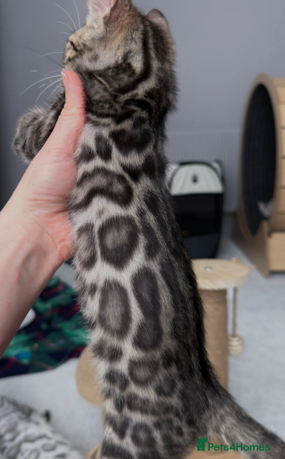 Bengal cats for sale: Bengal kittens - Advert 1