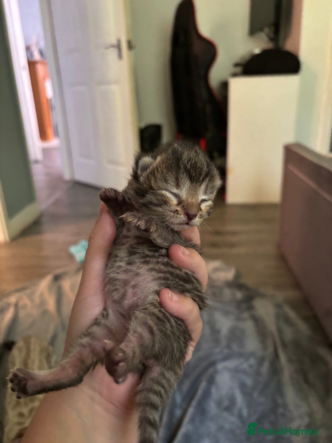 Mixed Breed cats for sale: Half bengals  - Image 9