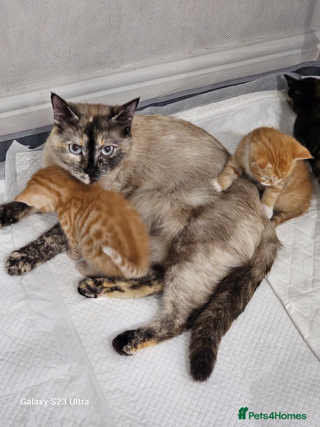 British Shorthair cats for sale: Kitens for sale in Liverpool - Advert 2