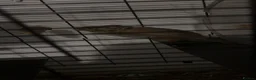 Degus rodents for sale: 2 Degus for sale  in Bellshill - Advert 2
