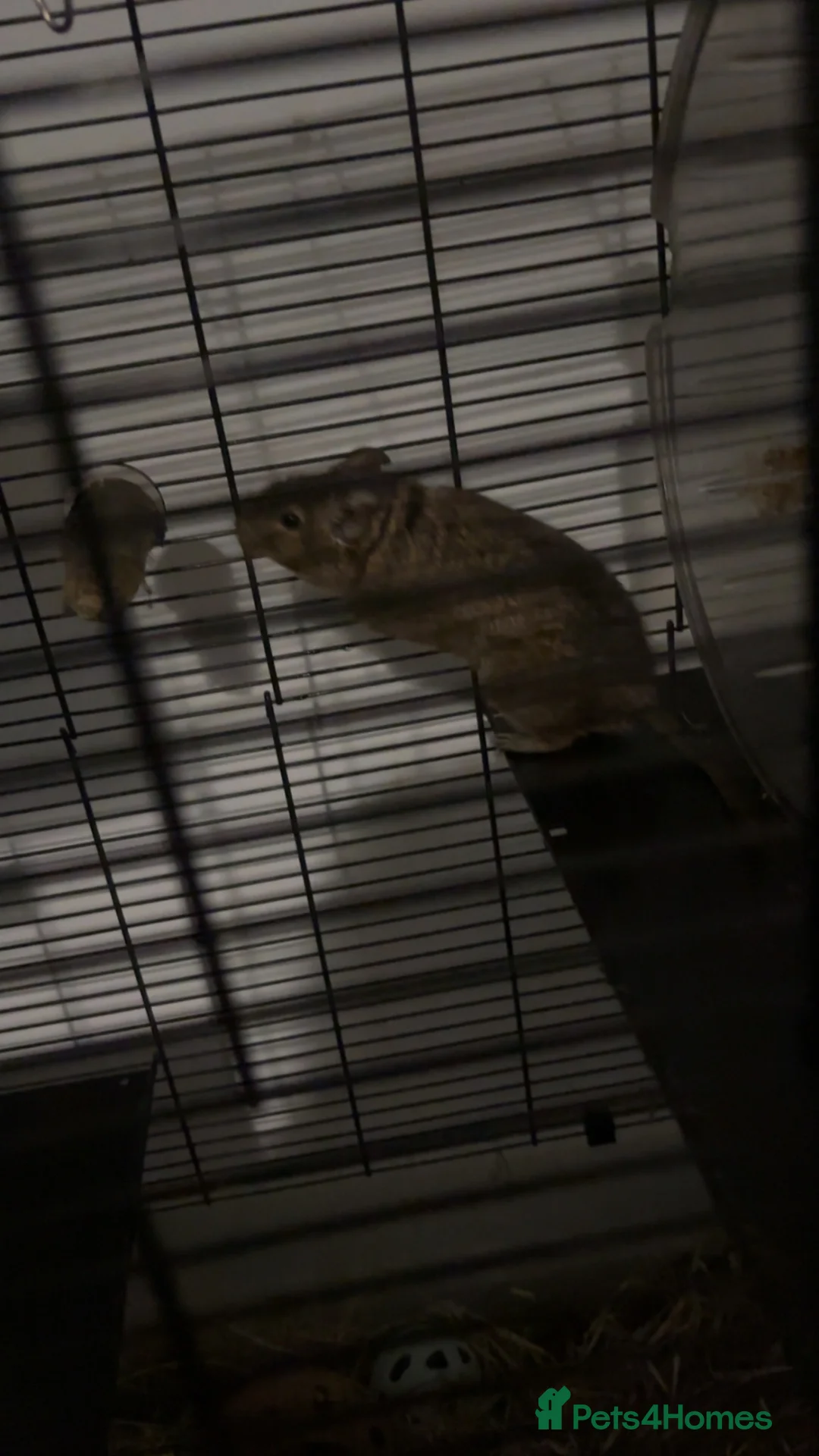 Degus rodents for sale: 2 Degus for sale  in Bellshill - Advert 2