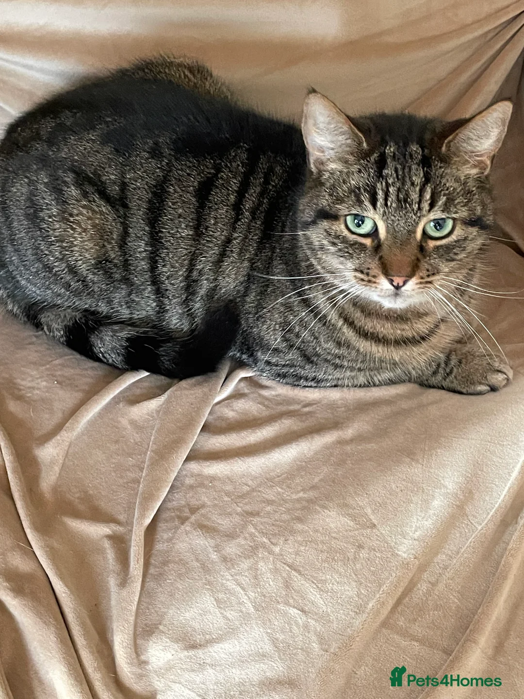 Mixed Breed cats for sale: Beautiful female tabby cat for sale  - Advert 1