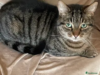 Mixed Breed cats Beautiful female tabby cat for sale - Advert 3