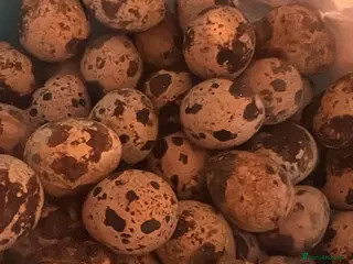 Quail poultry Quail eggs x12 - Advert 3