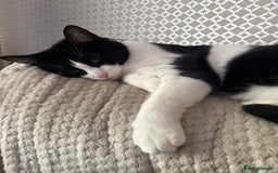 Domestic Shorthair cats for sale: FREE to good and clean home.  - Image 1