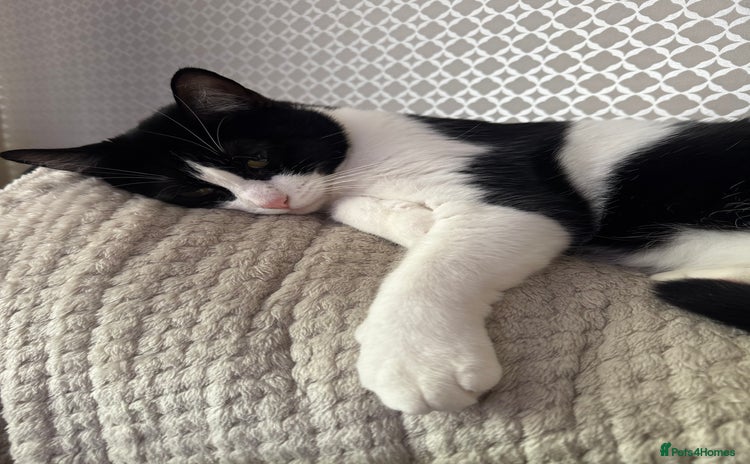Domestic Shorthair cats - Advert 3