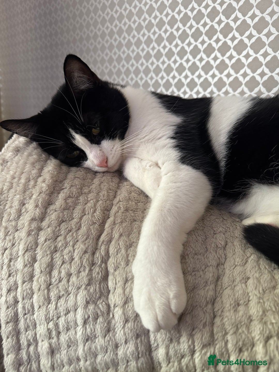 Domestic Shorthair cats for sale: FREE to good and clean home.  - Image 1
