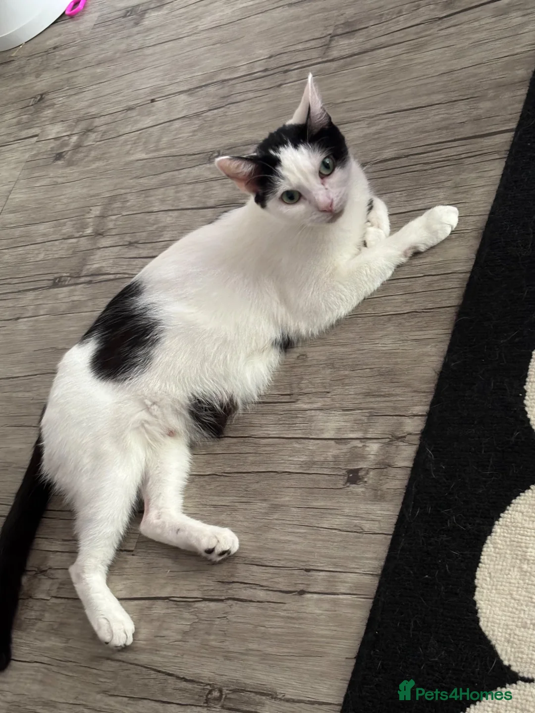 Domestic Shorthair cats for sale: 3 Boy Kittens Looking for Loving Homes - Advert 9