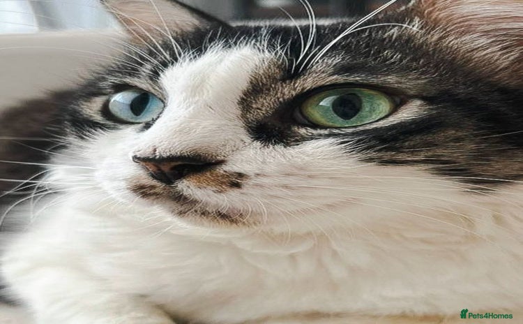 Mixed Breed cats - Advert 2