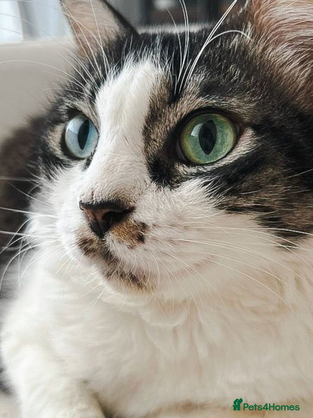 Mixed Breed cats for adoption: Meet Charli - Image 1
