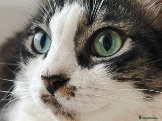 Mixed Breed cats - Advert 3