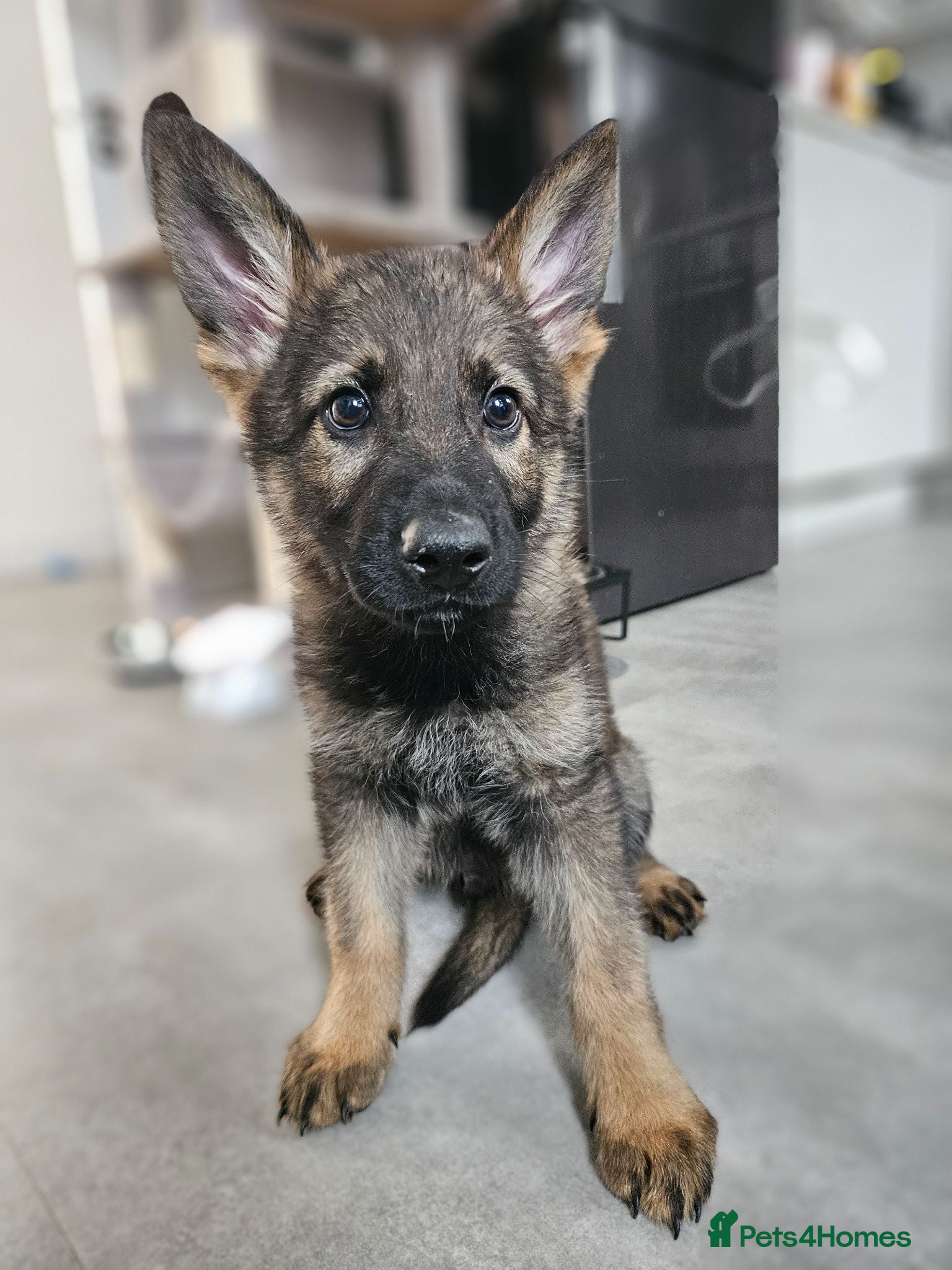German Shepherd dogs Outstanding Pedigree German Shepherd Puppies - Advert 1