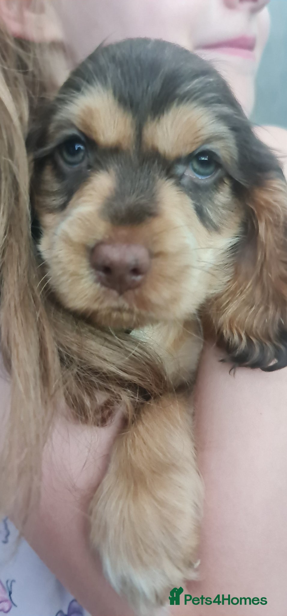 Cocker Spaniel dogs Beautiful cocker pups - Advert 16