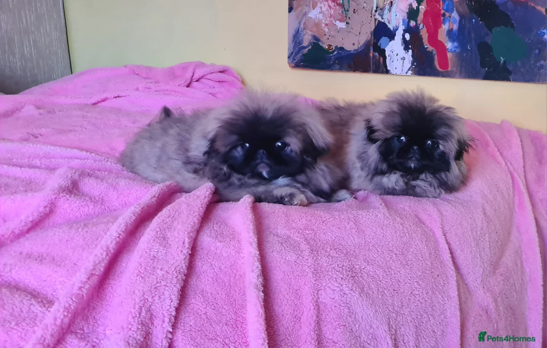 Pekingese dogs for sale: Pekingese puppys (Champion Bloodlines) - Advert 9