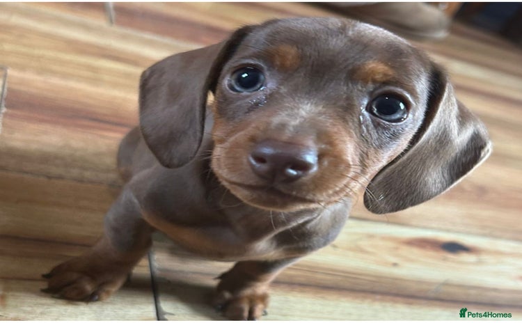 Miniature Dachshund dogs - Advert 10