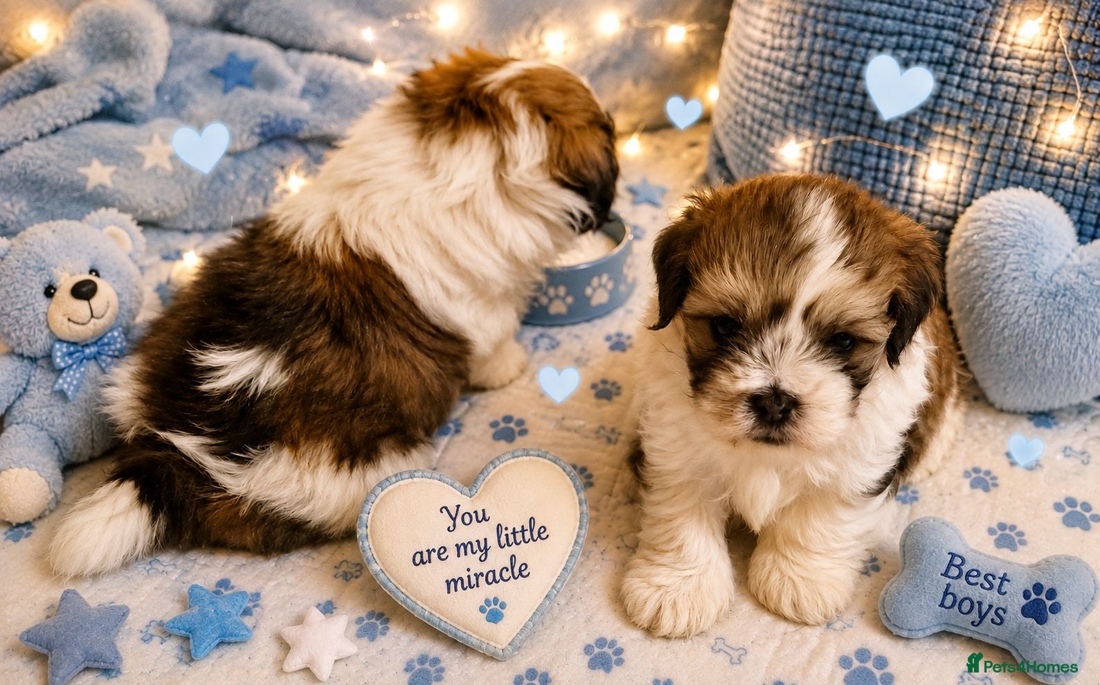 Malshi dogs Rare Malshi Puppies – Maltese  - Advert 3