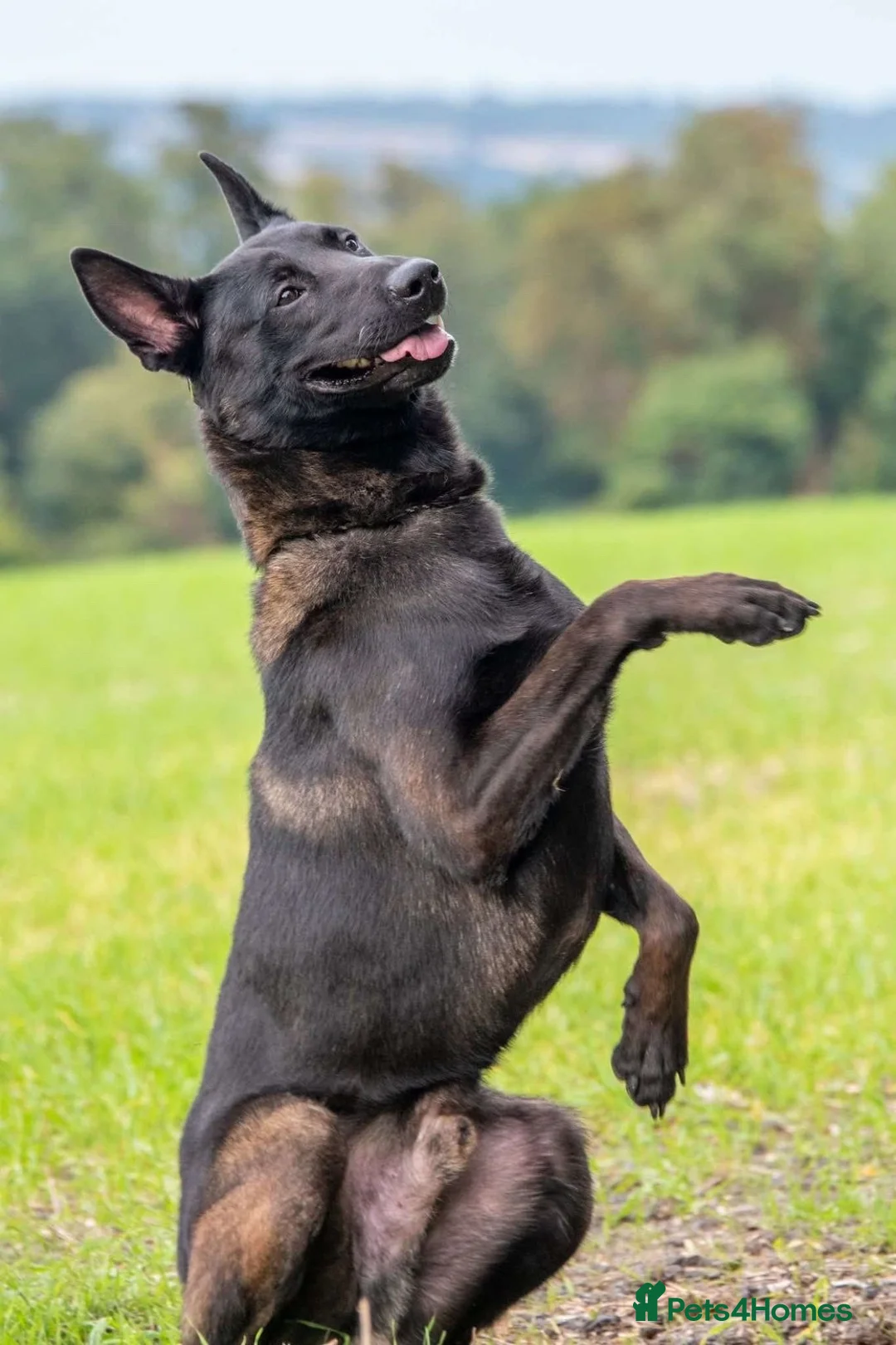 Belgian Shepherd Dog dogs for sale: Confident Belgian Malinois puppies for sale in Hitchin - Advert 2