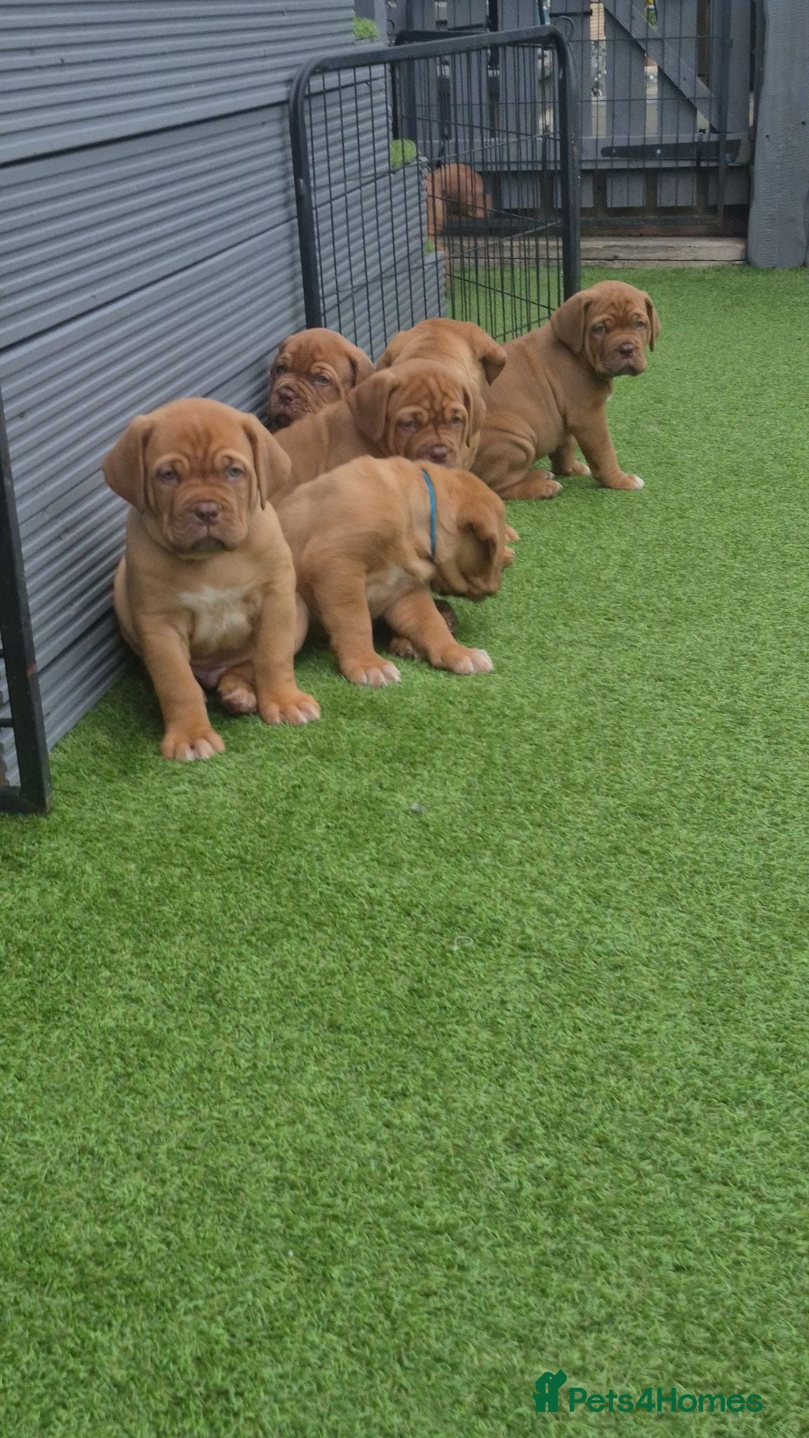 Dogue De Bordeaux dogs Quality litter of Dogue de Bordeux  - Advert 2