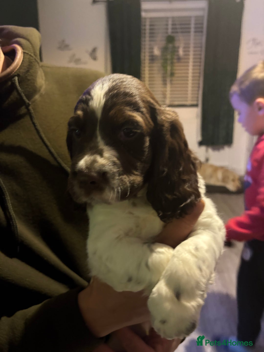 Cockerdor dogs for sale: Cockerdors  - Advert 19