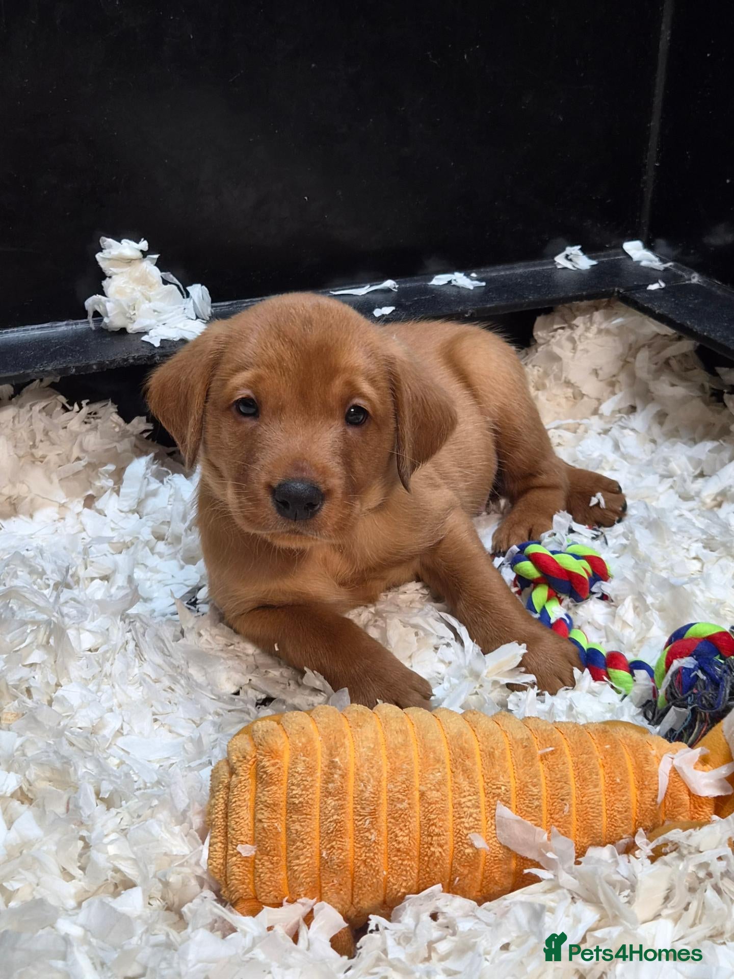 Labrador Retriever dogs Beautiful KC Fox Red Labrador Puppies  - Advert 2
