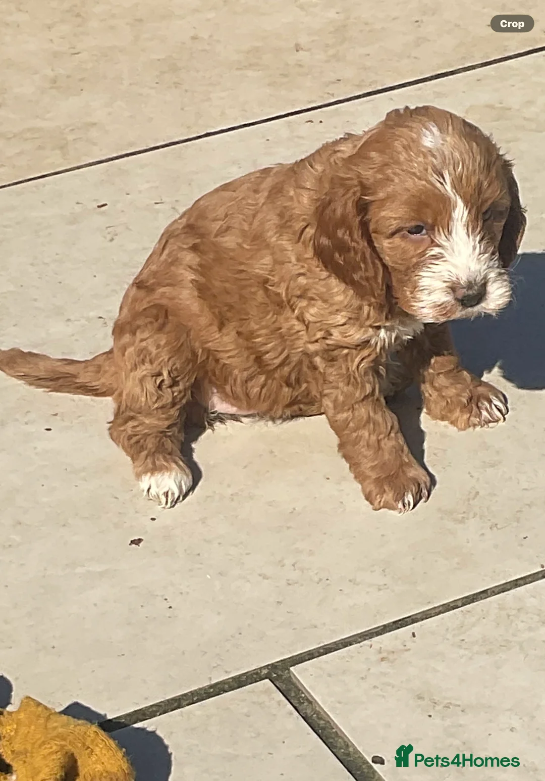 Cockapoo dogs for sale: Cookerpoo puppies  - Advert 5