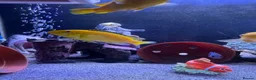 Cichlids fish for sale: African Cichlids & Tropical Fish - Bulk  - Advert 8