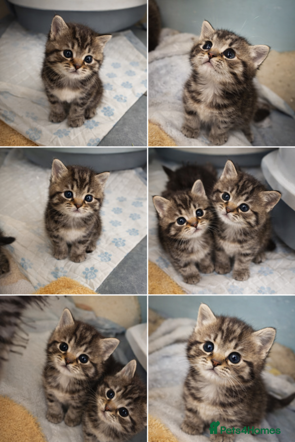 Mixed Breed cats Beautiful British shorthair cross kittens - Advert 1
