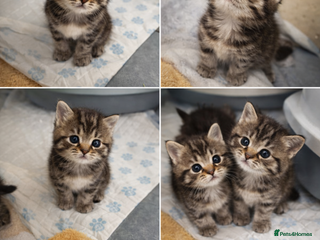 Mixed Breed cats Beautiful British shorthair cross kittens - Advert 2
