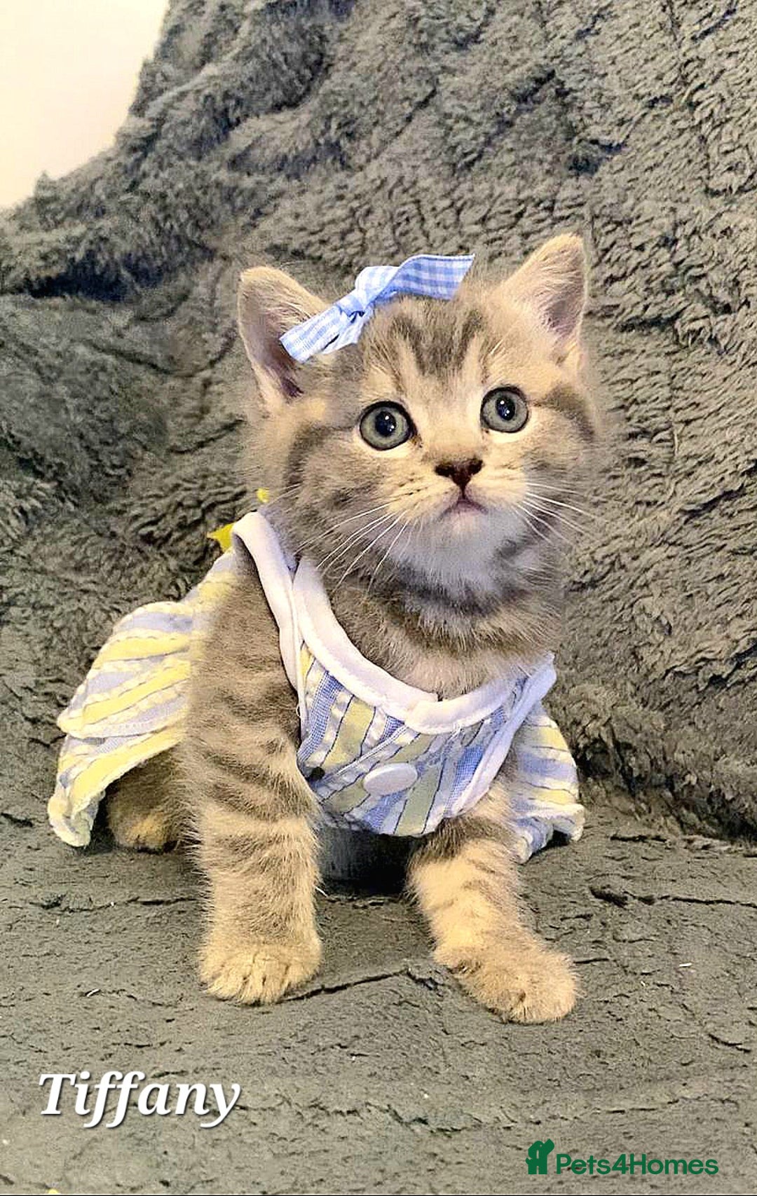 British Shorthair cats for sale: Little princess 👸  - Advert 12