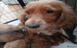 Cockapoo dogs for sale: Cockapoo  Puppies PRA UNAFFECTEDD  - Image 6