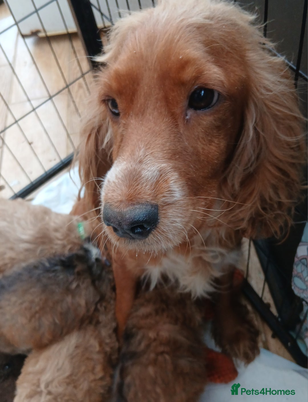 Cockapoo dogs for sale: Cockapoo  Puppies PRA UNAFFECTEDD  - Image 6