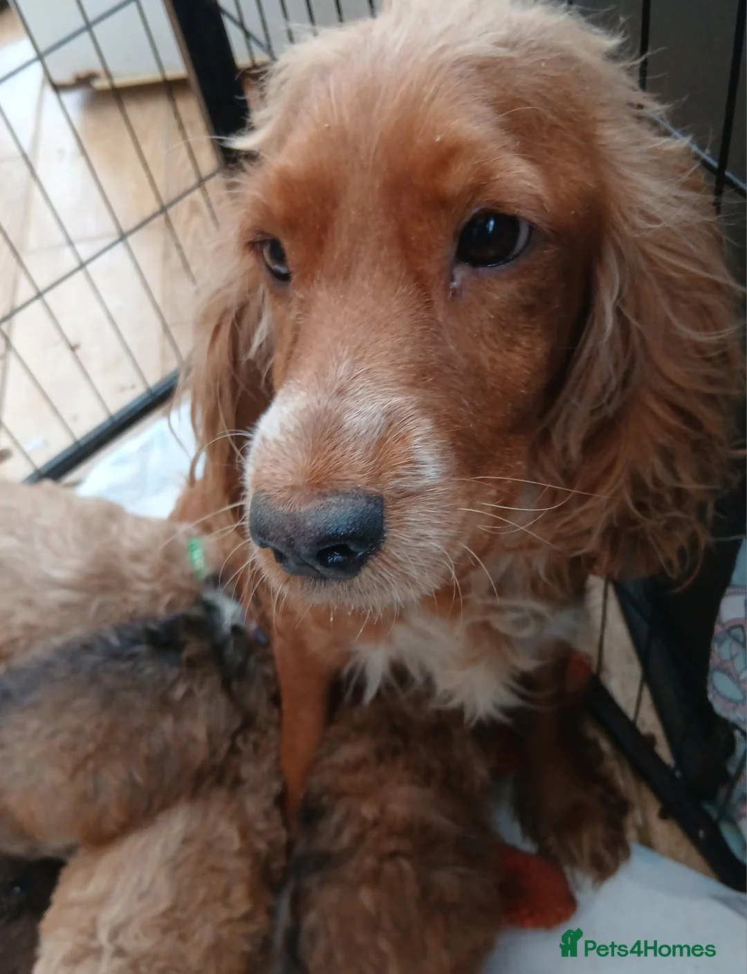 Cockapoo dogs for sale: Cockapoo  Puppies PRA UNAFFECTEDD  - Advert 6