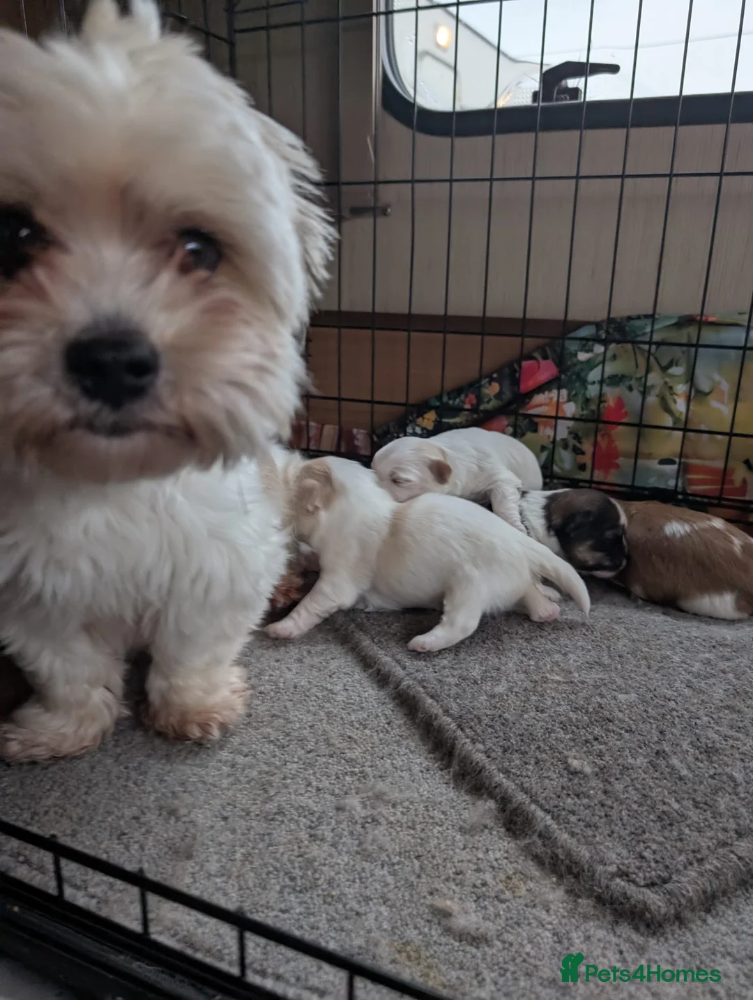 Malshi dogs for sale: Malshi puppies  - Advert 26