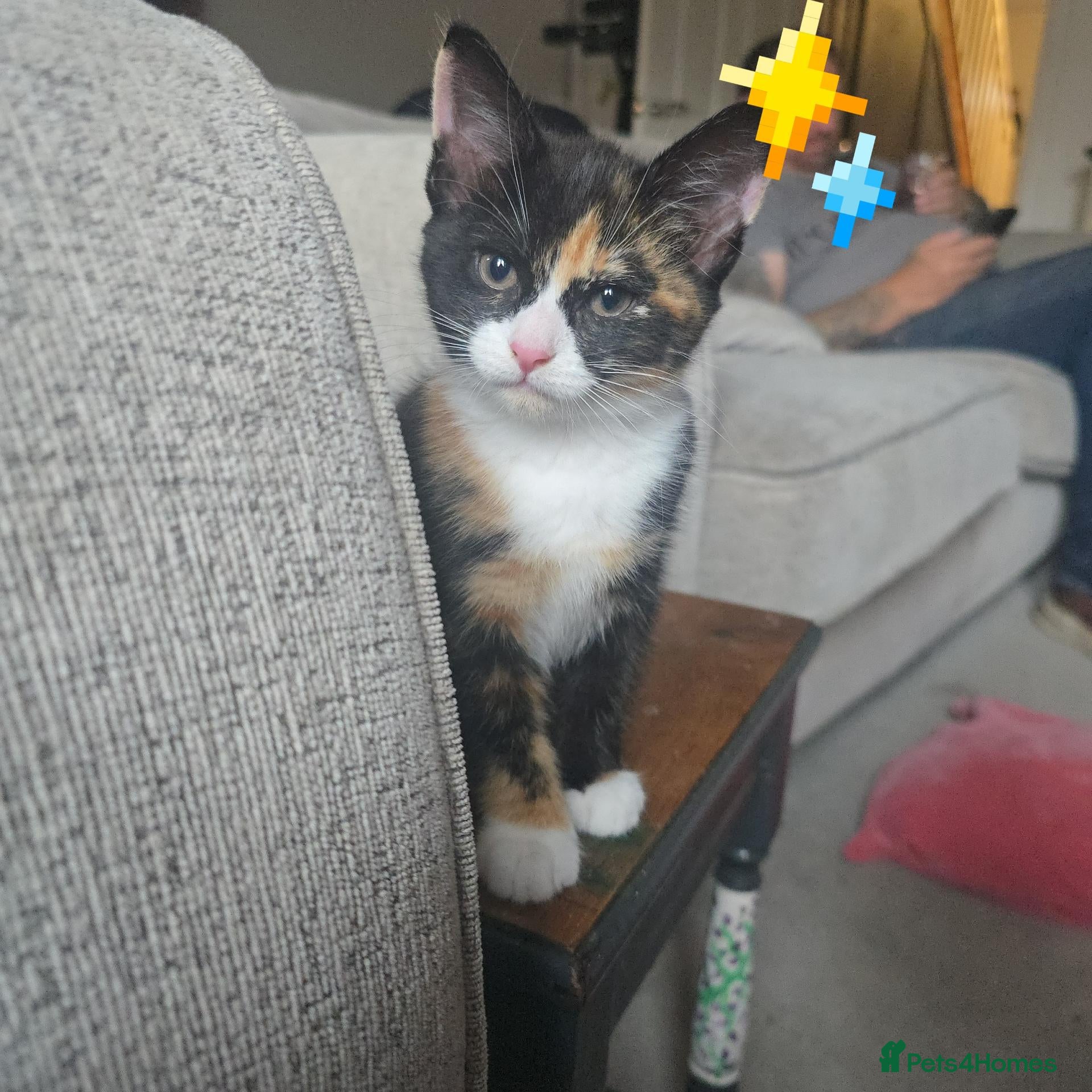 Mixed Breed cats 4 gorgeous Kittens Avaliable  - Advert 4