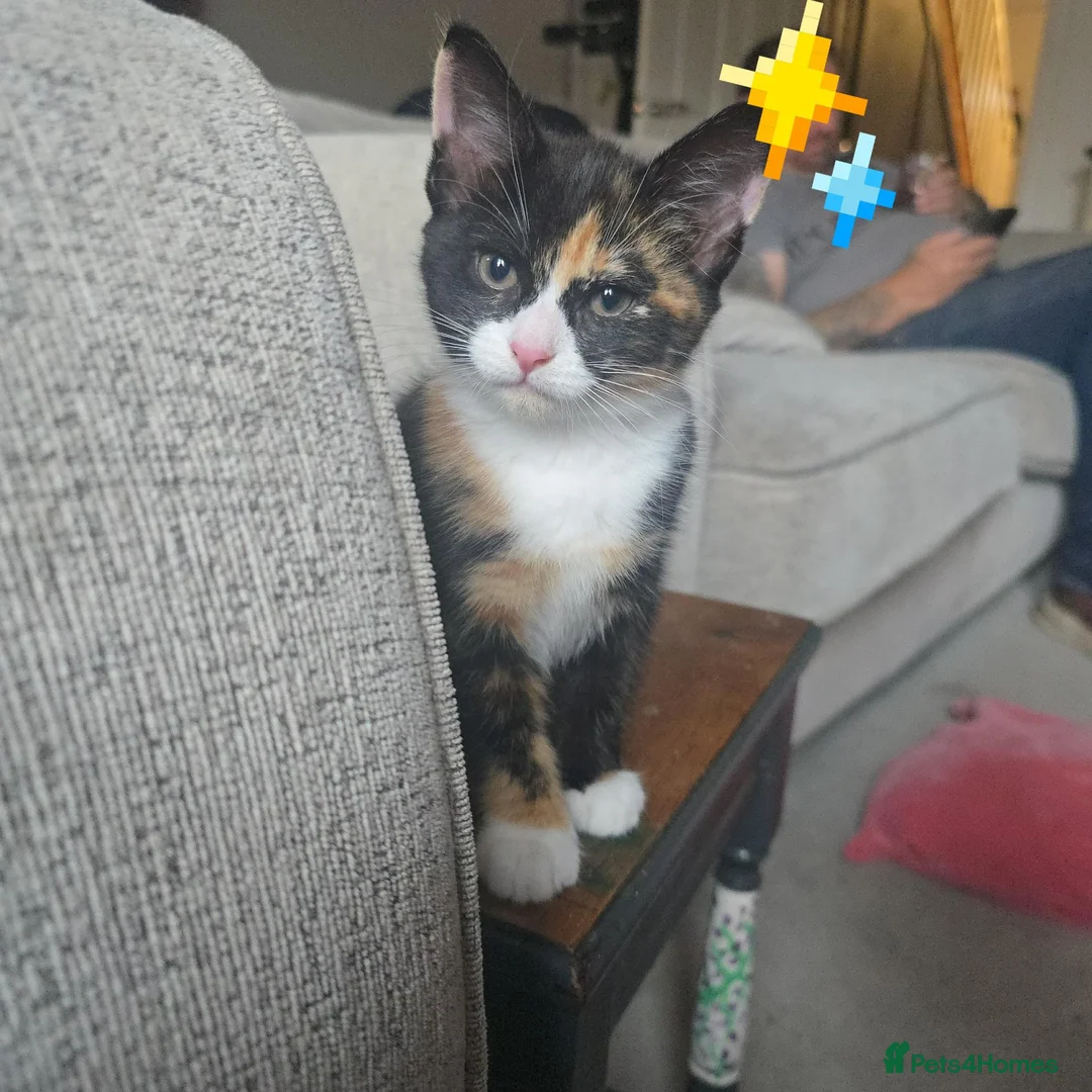 Mixed Breed cats for sale: 4 gorgeous Kittens Avaliable  - Advert 1