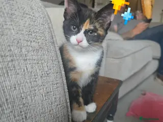 Mixed Breed cats 4 gorgeous Kittens Avaliable - Advert 2