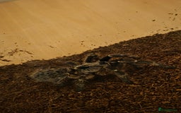 Tarantulas invertebrates for sale: Rear horned baboon - Advert 4