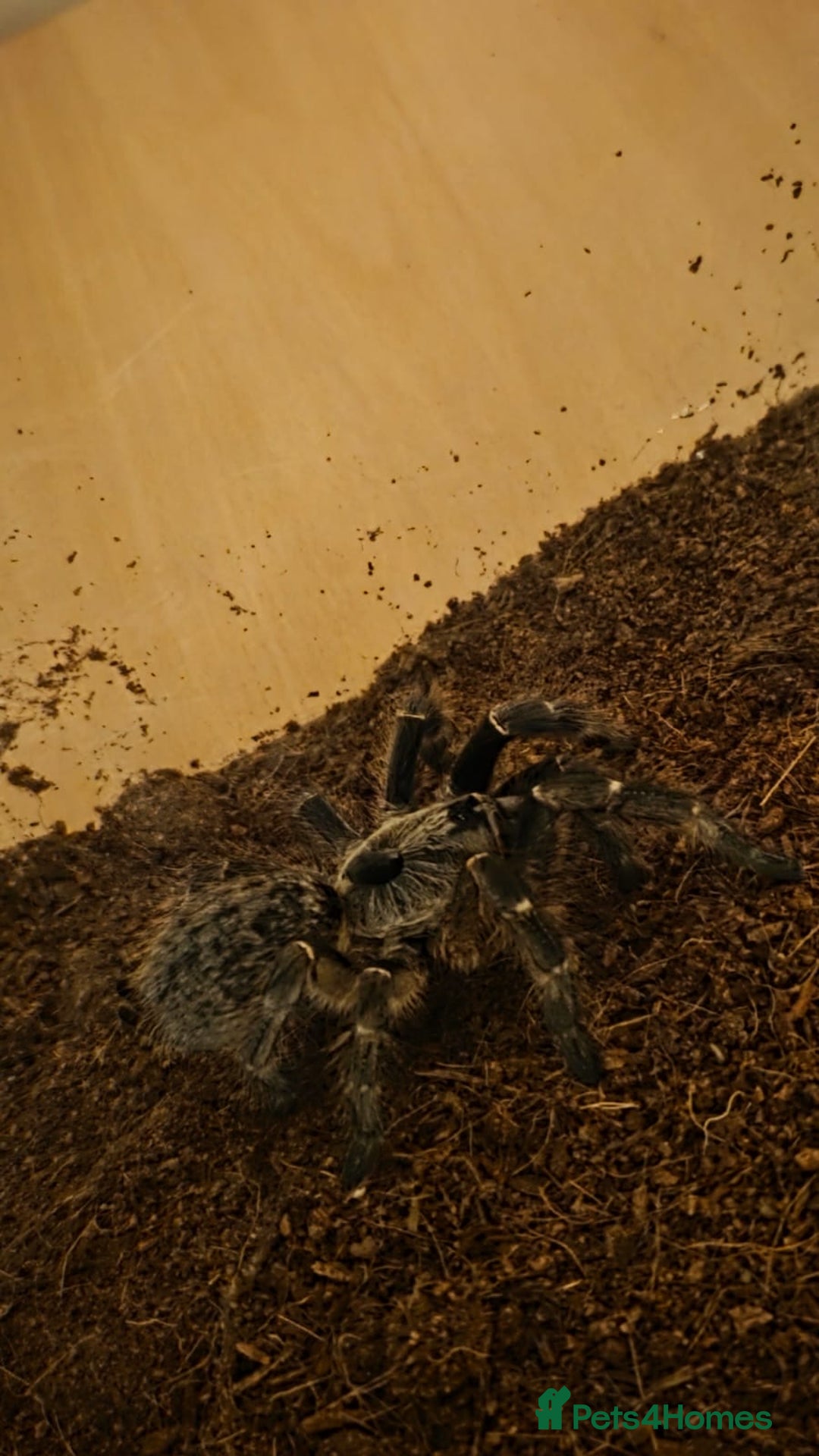 Tarantulas invertebrates for sale: Rear horned baboon - Advert 4