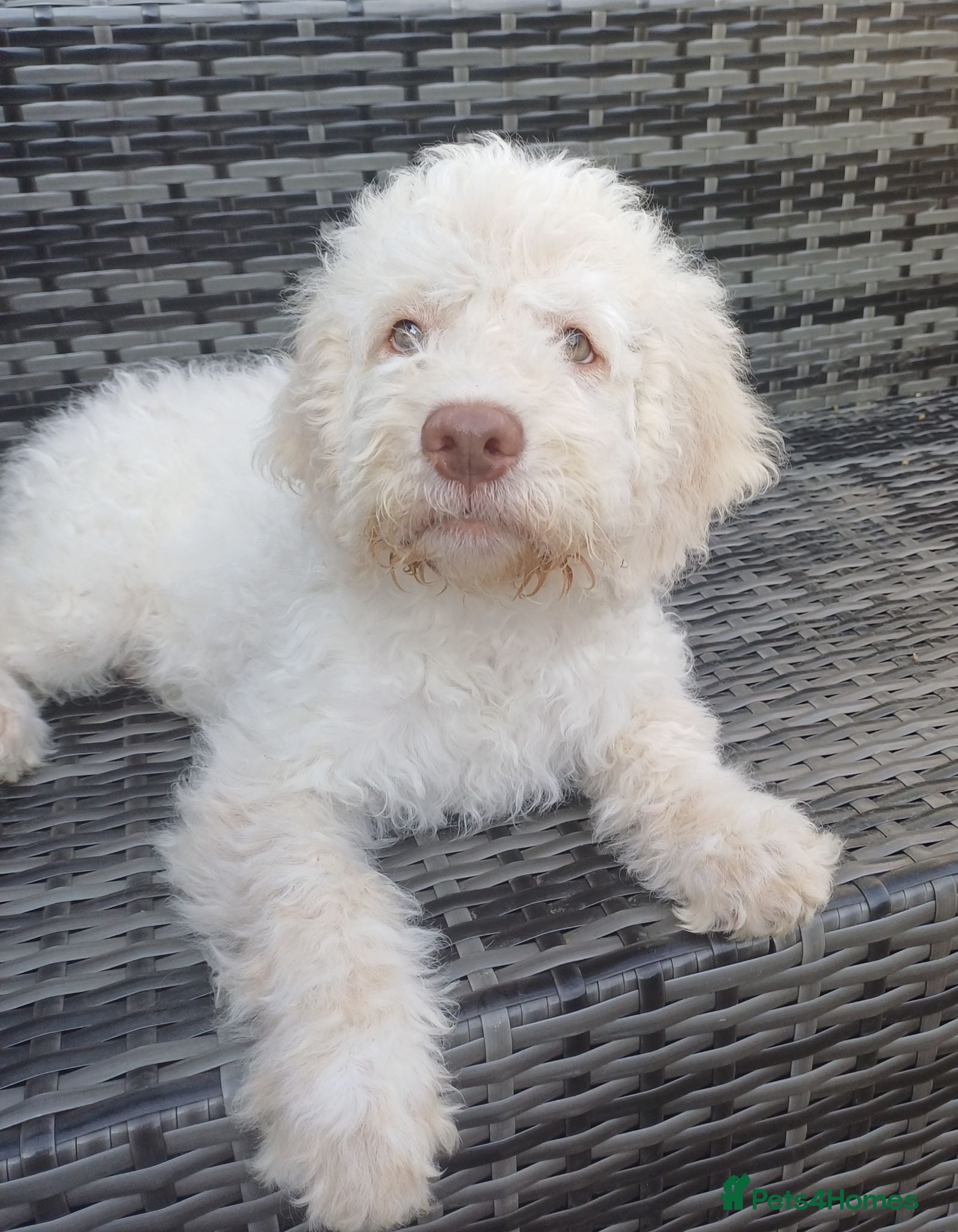 Lagotto Romagnolo dogs Lagotto Romagnolo Vet Checked/Chipped/Vaccinated   - Advert 5