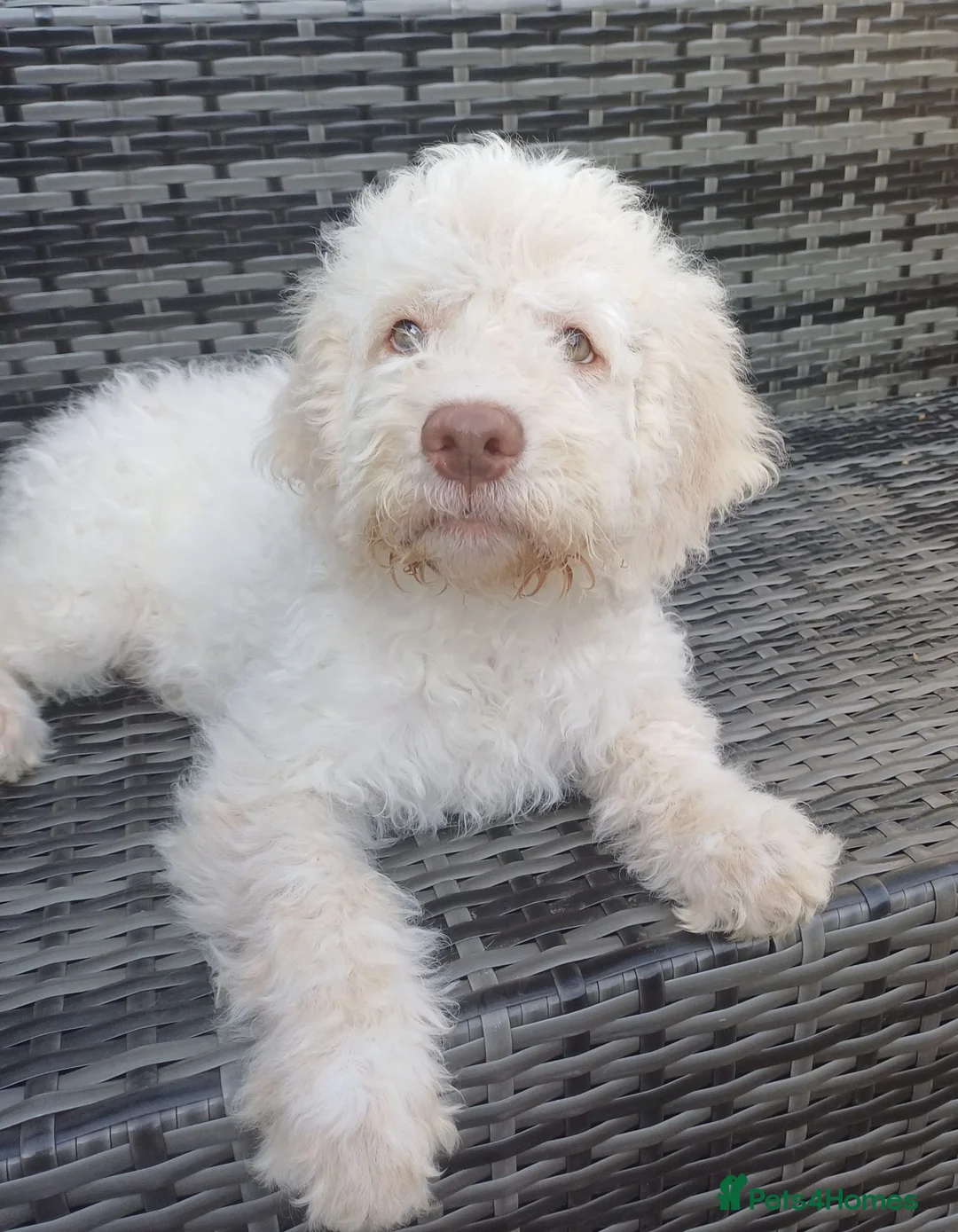 Lagotto Romagnolo dogs for sale: Reduced Lagotto Vet Checked/Chipped/Vaccinated   - Advert 1
