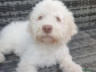 Lagotto Romagnolo dogs Lagotto Romagnolo Vet Checked/Chipped/Vaccinated - Advert 5