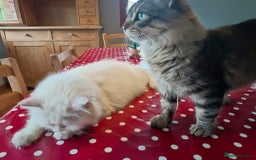 Persian cats for adoption: Agi, Persian and Carla, Persian cross, both aged 6 - Image 1