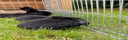 Mixed Breed rabbits for sale: Bunnies for sale  in Wadhurst - Advert 9