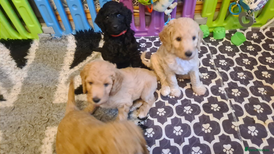 Standard Poodle dogs for sale: Beautiful standard poodle puppies - Advert 16
