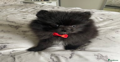 Pomeranian dogs - Advert 16