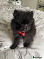 Pomeranian dogs - Advert 16